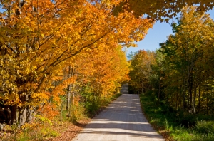 Trees with their colourful autumn leaves line a quiet country road in Ontario, Canada.