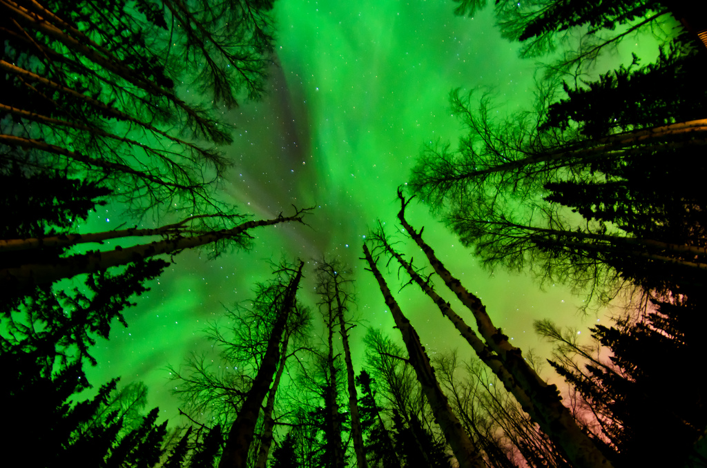 A night sky, lit up in green with Aurora Borealis, seen through a clearing between the bare branches of tall trees.